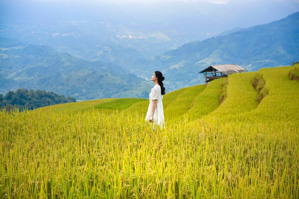 vietnam, lua, rice, hoangsuphi, hagiang, nature, mountain, ruongbacthang, women